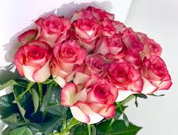 Dutch Rose Flower